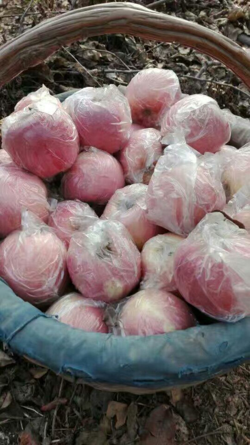陕西膜袋红富士，颜色鲜艳，脆甜多汁，酸甜可口，品质优良