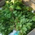 越冬菠菜20~25厘米