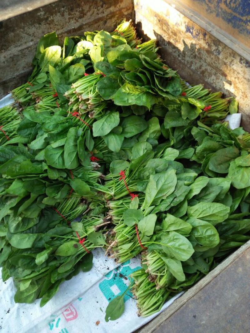 越冬菠菜20~25厘米