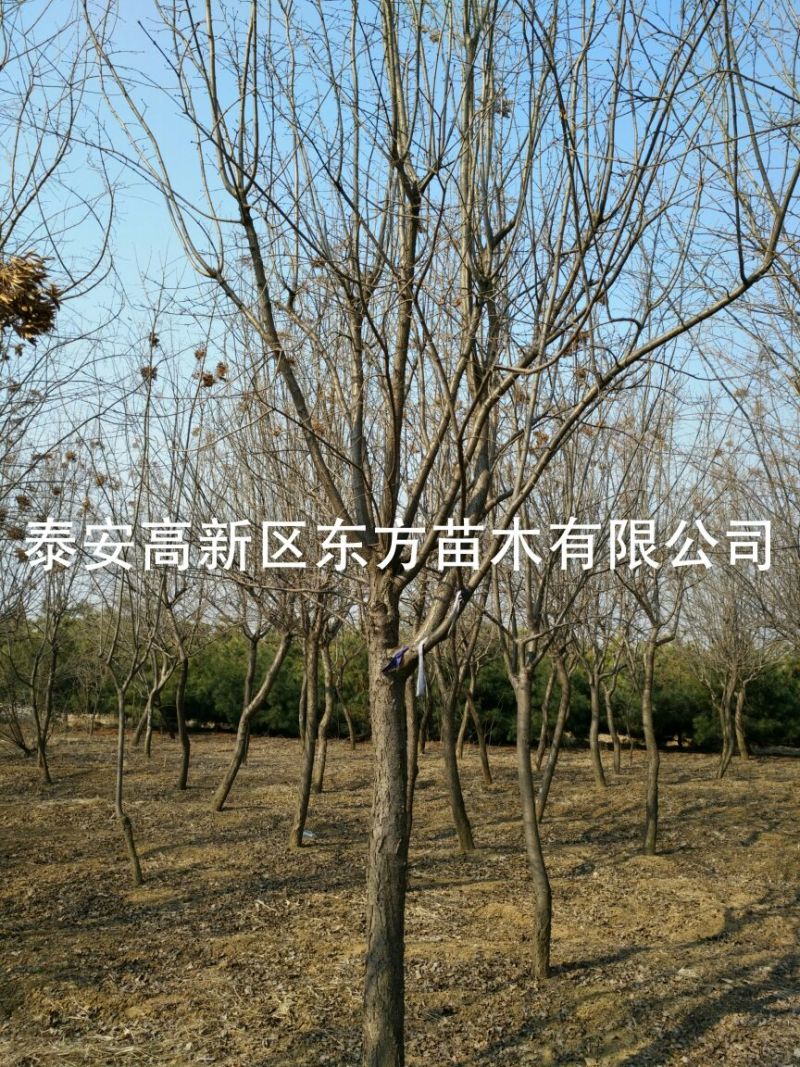 暴马丁香10~12cm8~10cm3.5~4米