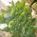 大叶菠菜15~20厘米
