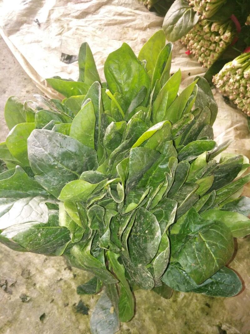 大叶菠菜15~20厘米