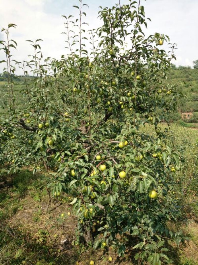尖把梨350~400g纸箱