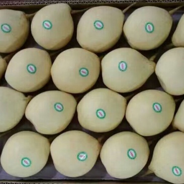 鸭梨500~550g纸箱