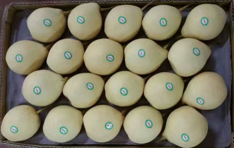 鸭梨500~550g纸箱