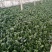 菠菜25~30厘米