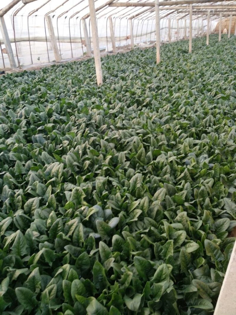 菠菜25~30厘米