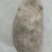 大白花土豆3两以上