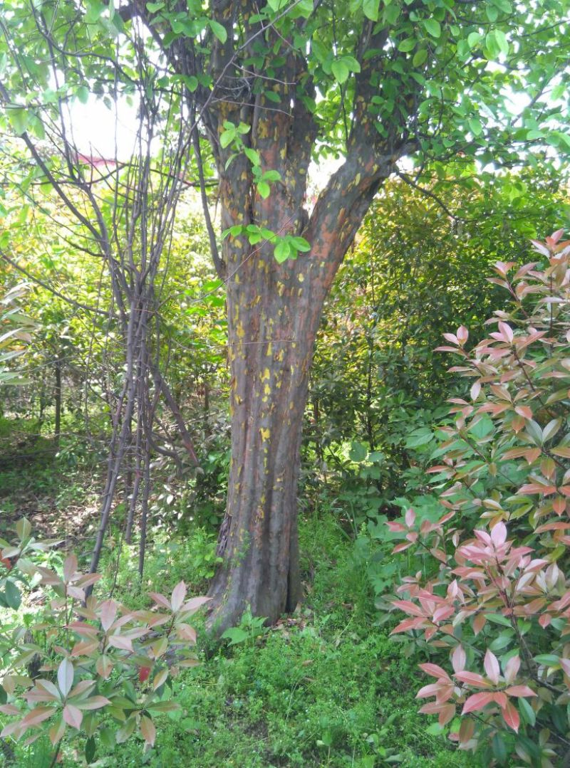 木瓜树141~170cm