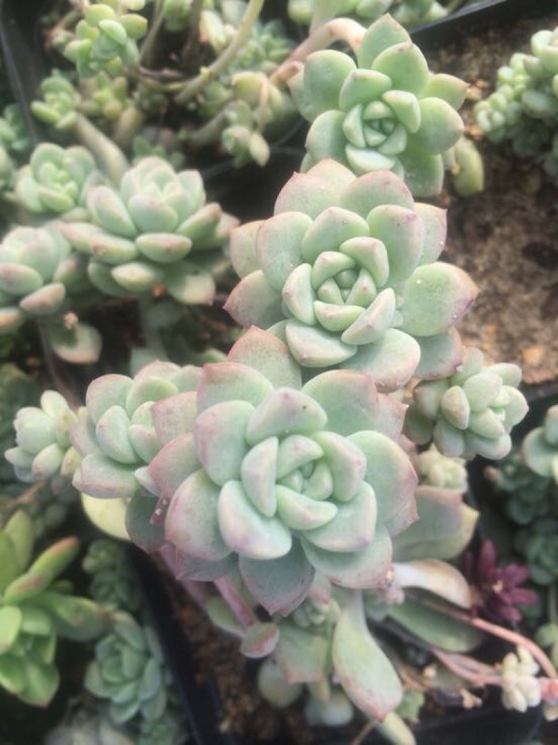 多肉植物