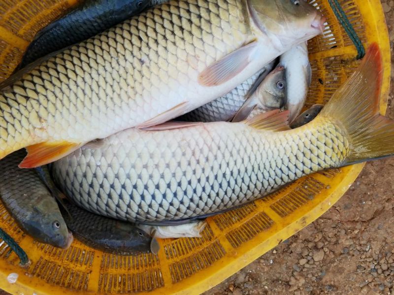河鲤鱼食用1~2公斤