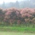 红枫古桩5~10cm