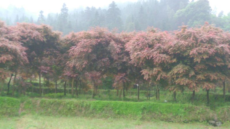 红枫古桩5~10cm
