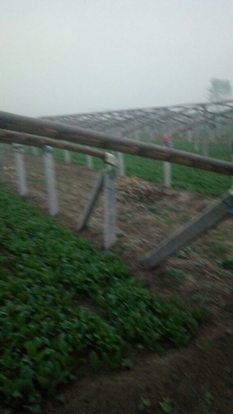 名门菠菜15~20厘米