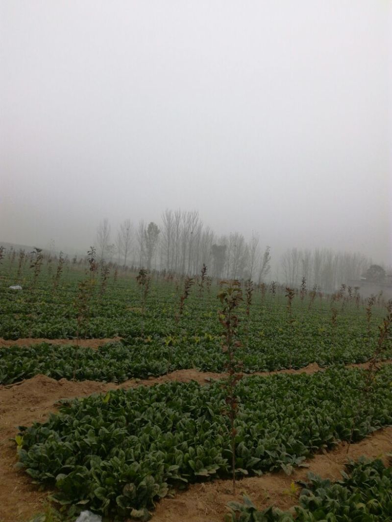 大叶菠菜20~25厘米
