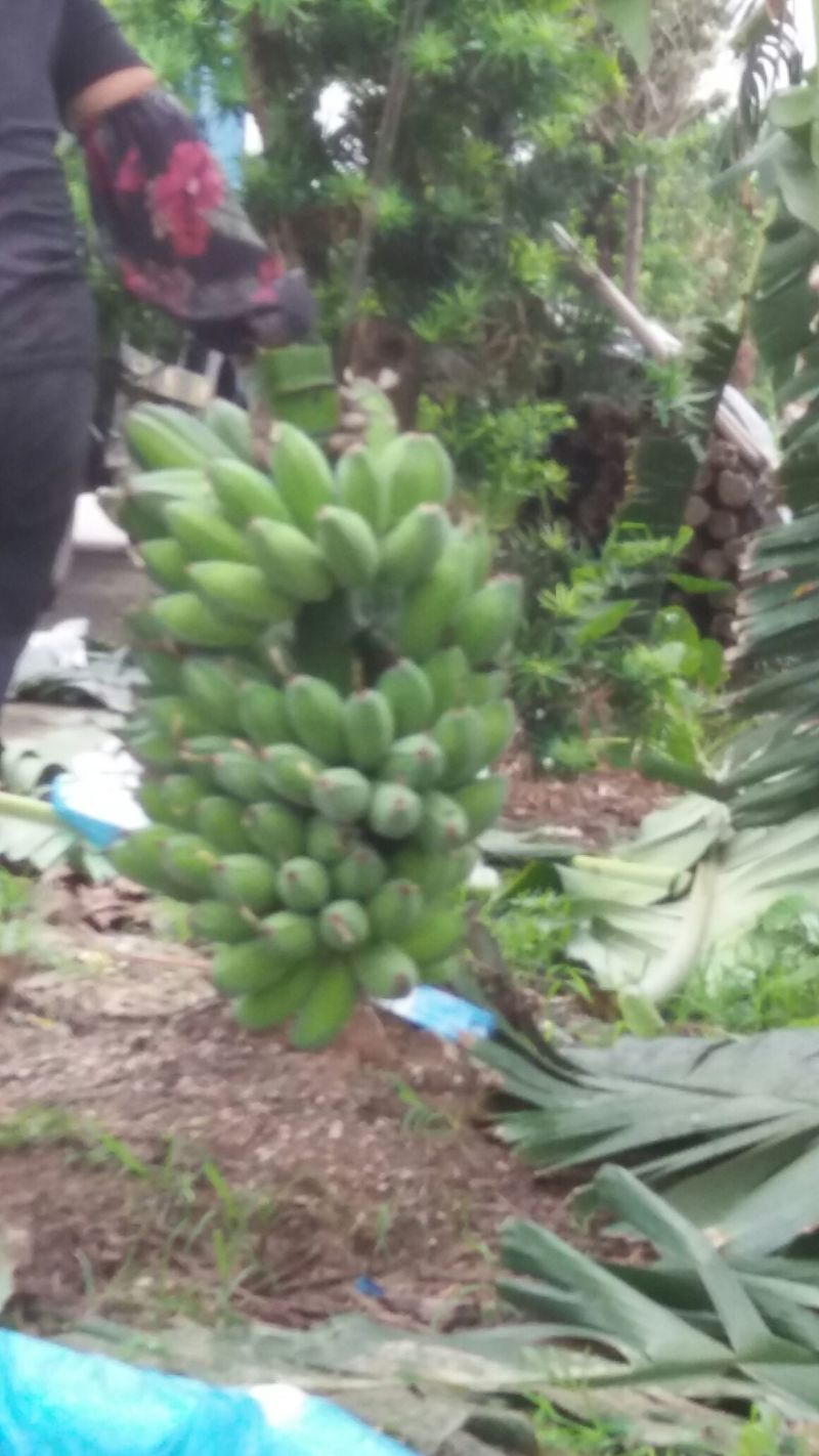 粉蕉九成熟