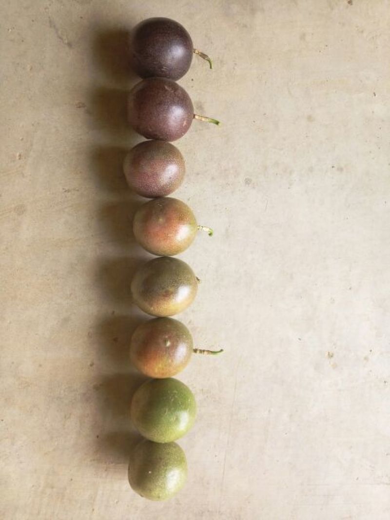百香果80~90g紫果