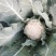 白花菜