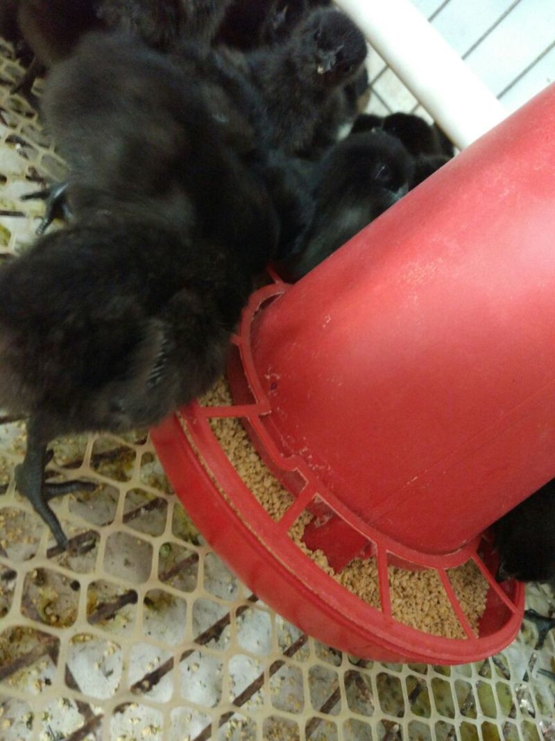 绿壳蛋鸡苗1斤以下