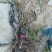 巨峰葡萄苗3年80~110cm