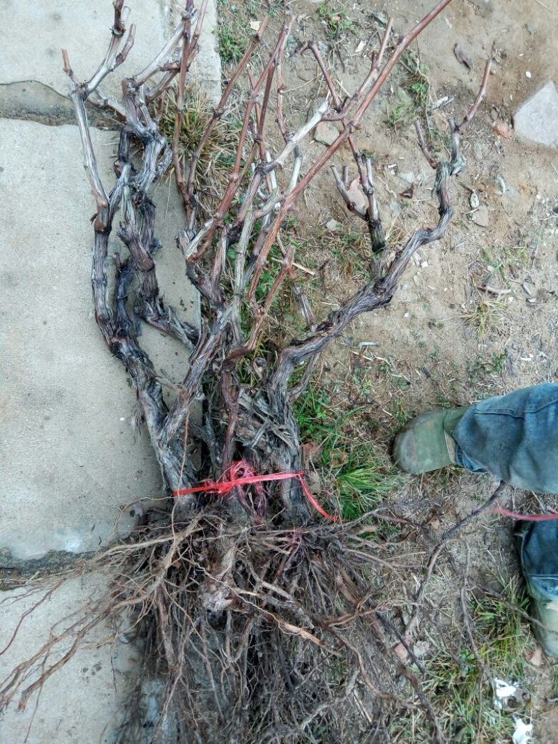 巨峰葡萄苗3年80~110cm