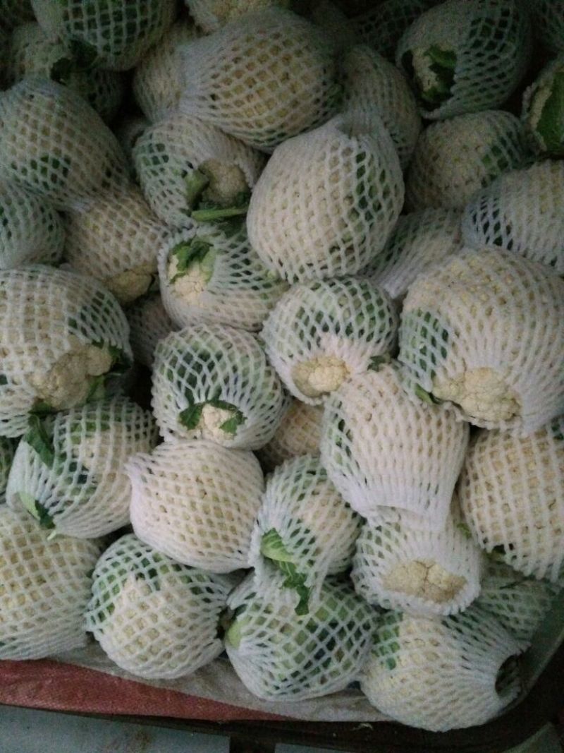 白花菜包装