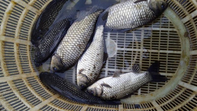 鲫鱼鱼苗