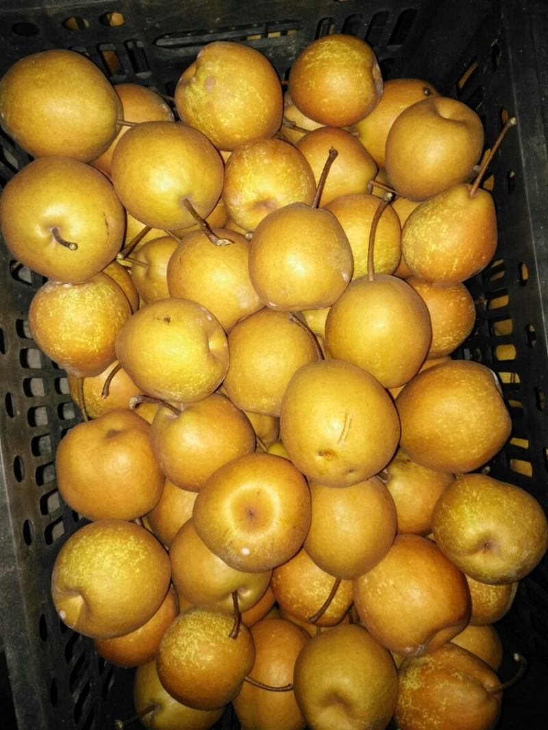 梨200~250g筐装