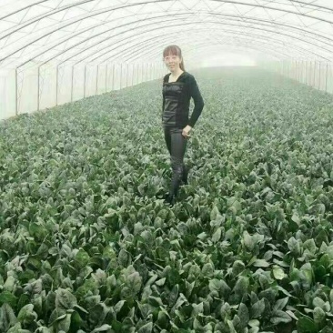 名门菠菜35~40厘米
