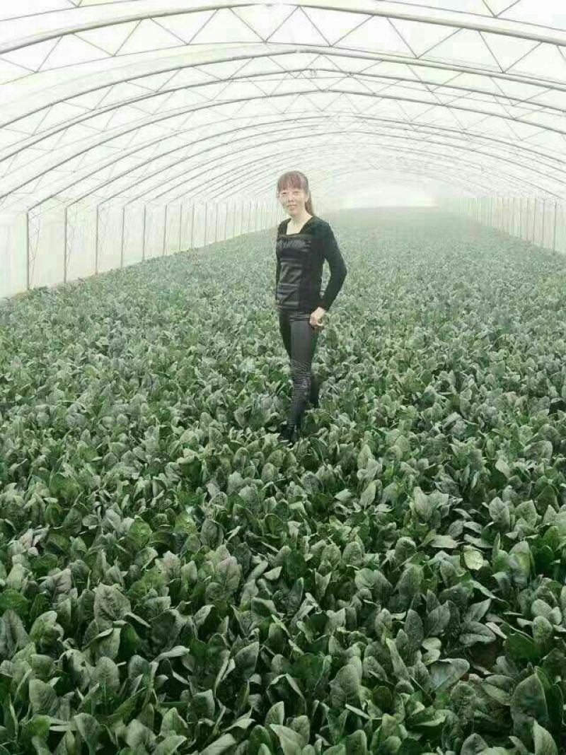 名门菠菜35~40厘米
