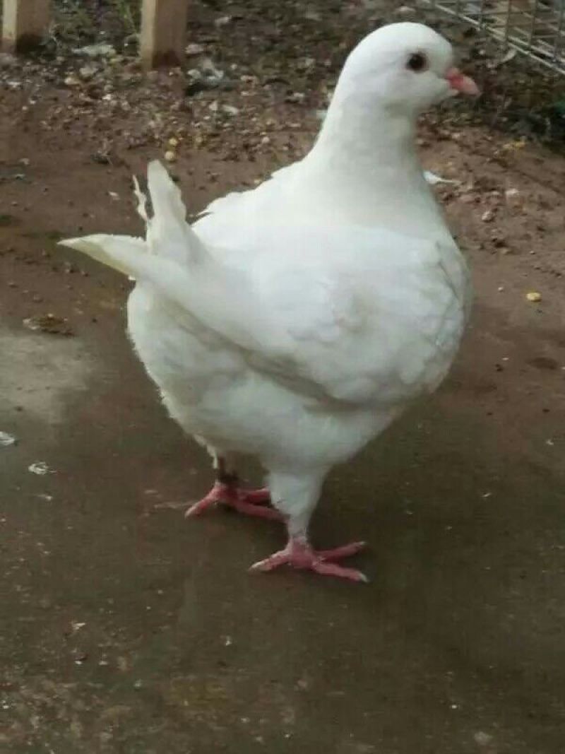 鸽子