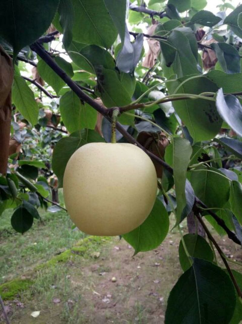 皇冠梨250~300g纸箱