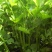 西芹50cm以上