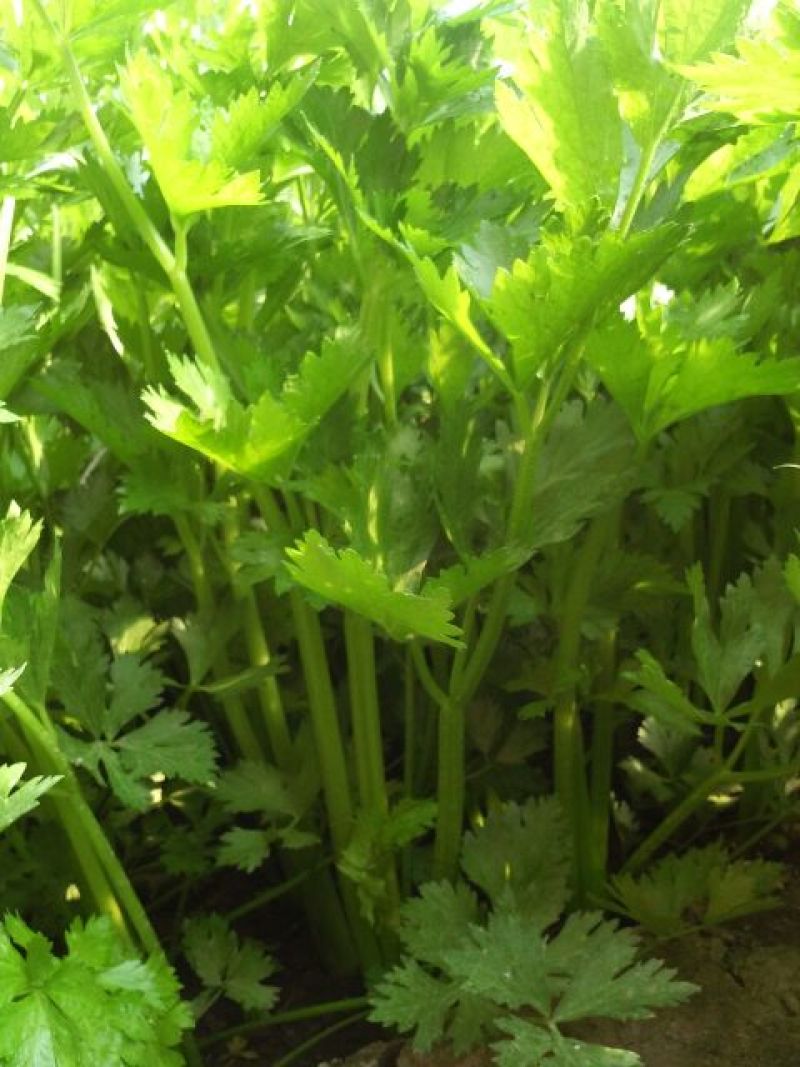 西芹50cm以上