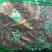 淫羊藿全叶