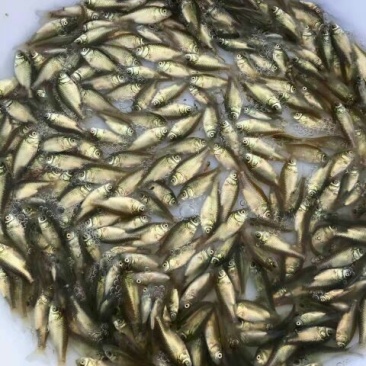 杂交鲫鱼鱼苗3~5公分