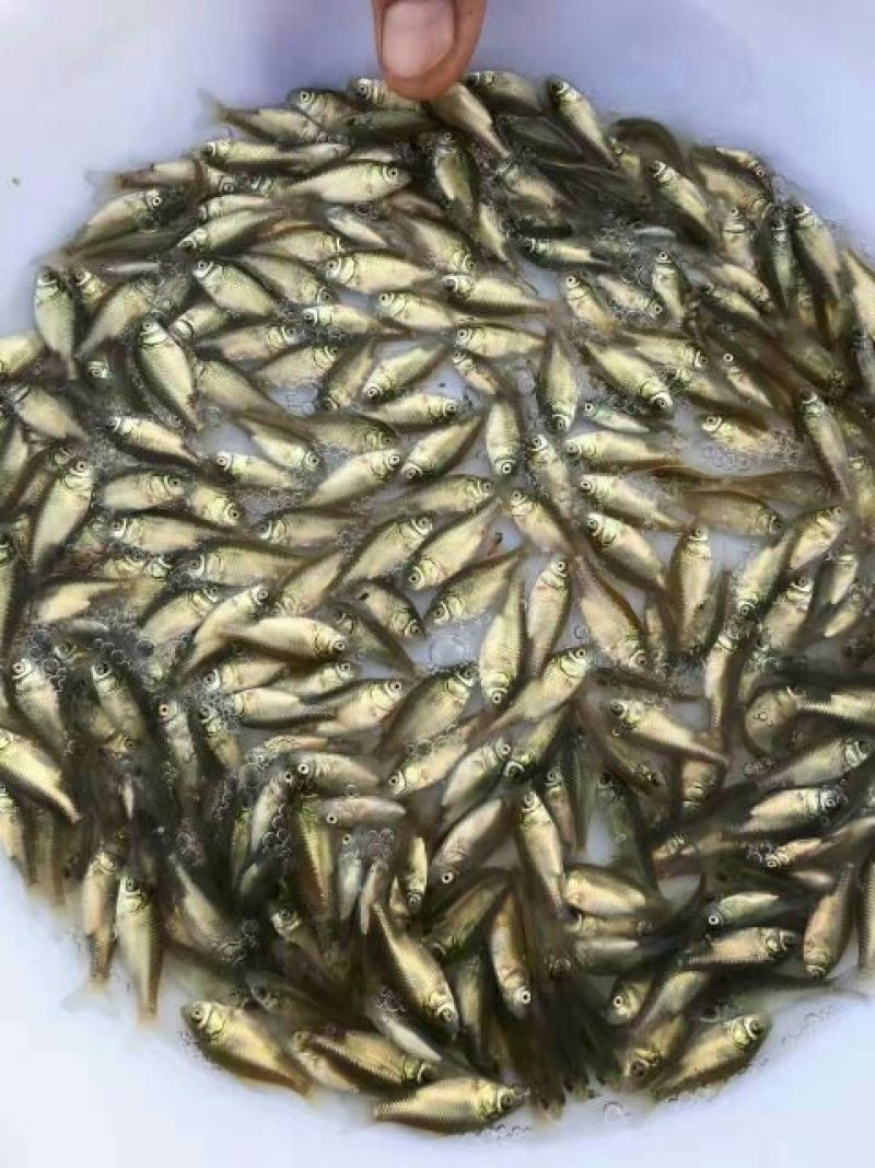 杂交鲫鱼鱼苗3~5公分