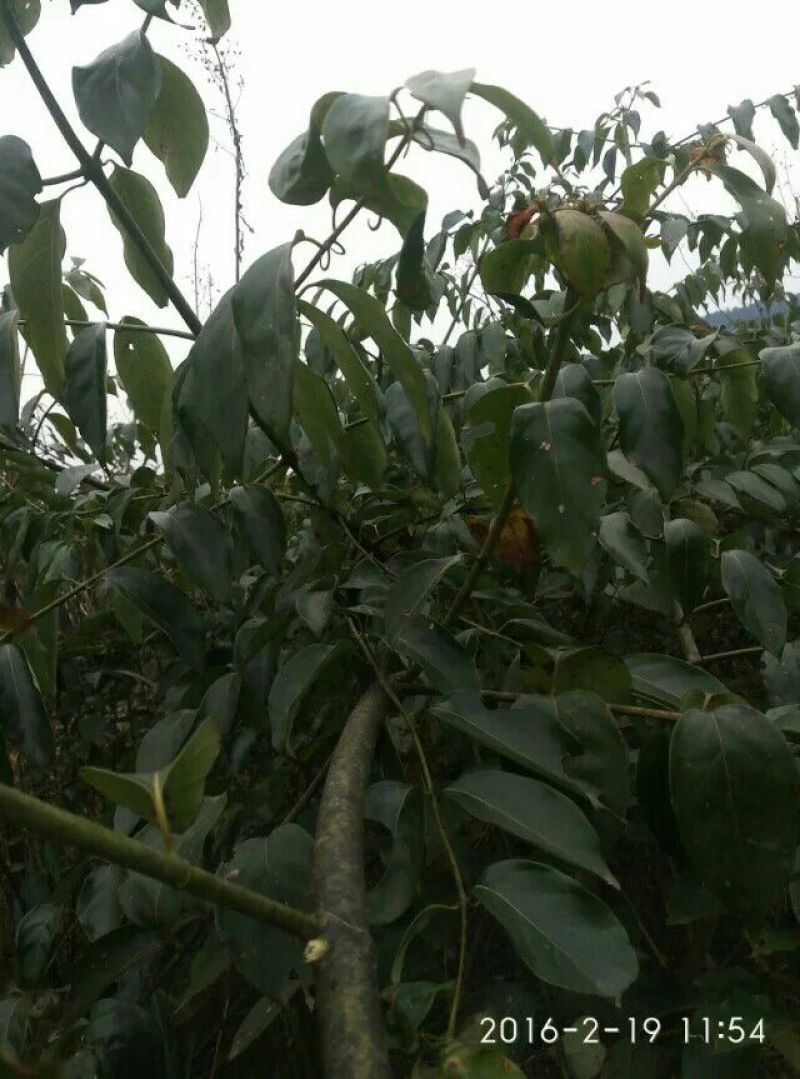 钩藤