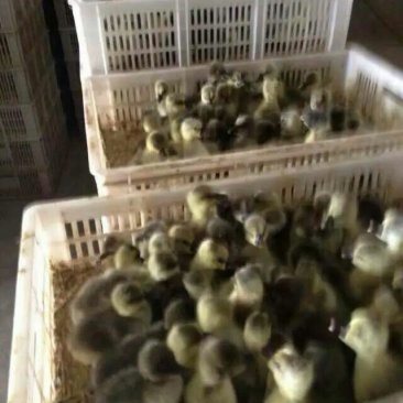 狮头鹅苗250g以下