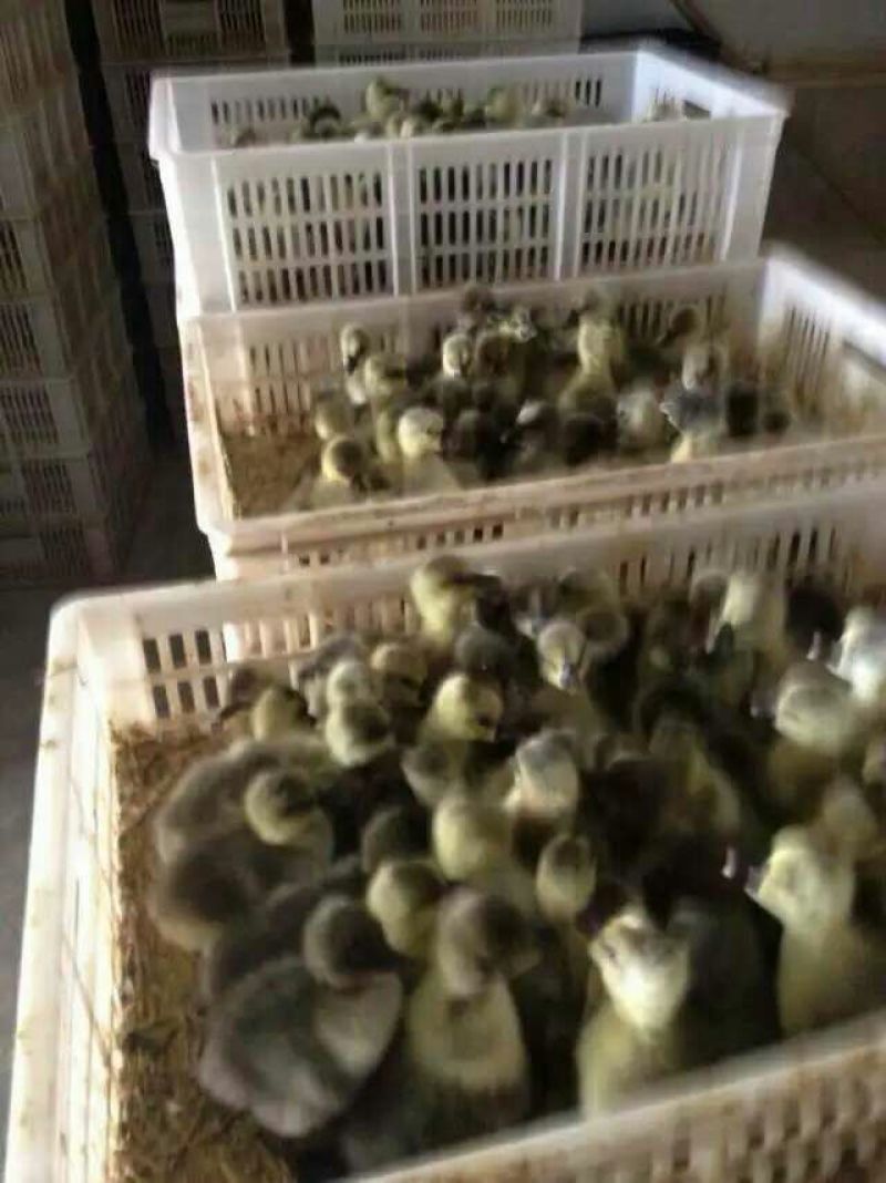 狮头鹅苗250g以下