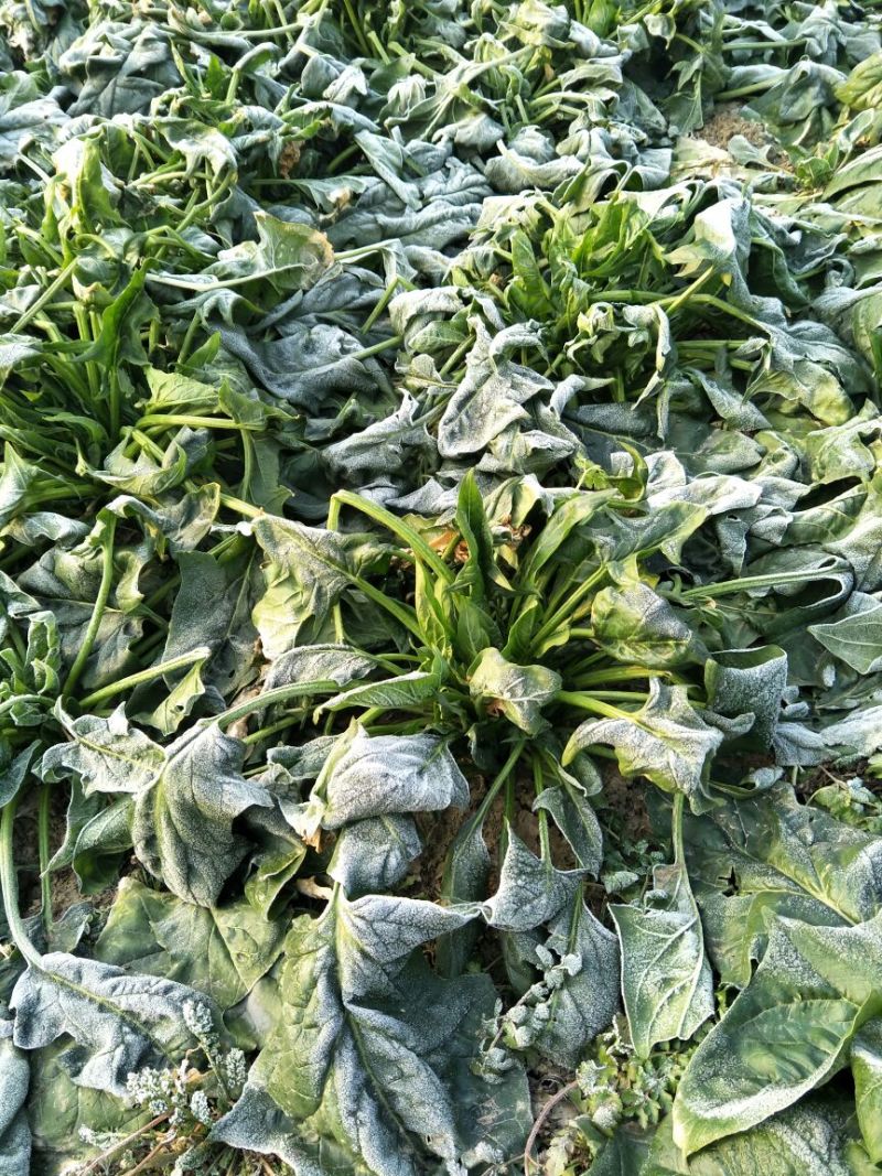 大叶菠菜25~30厘米