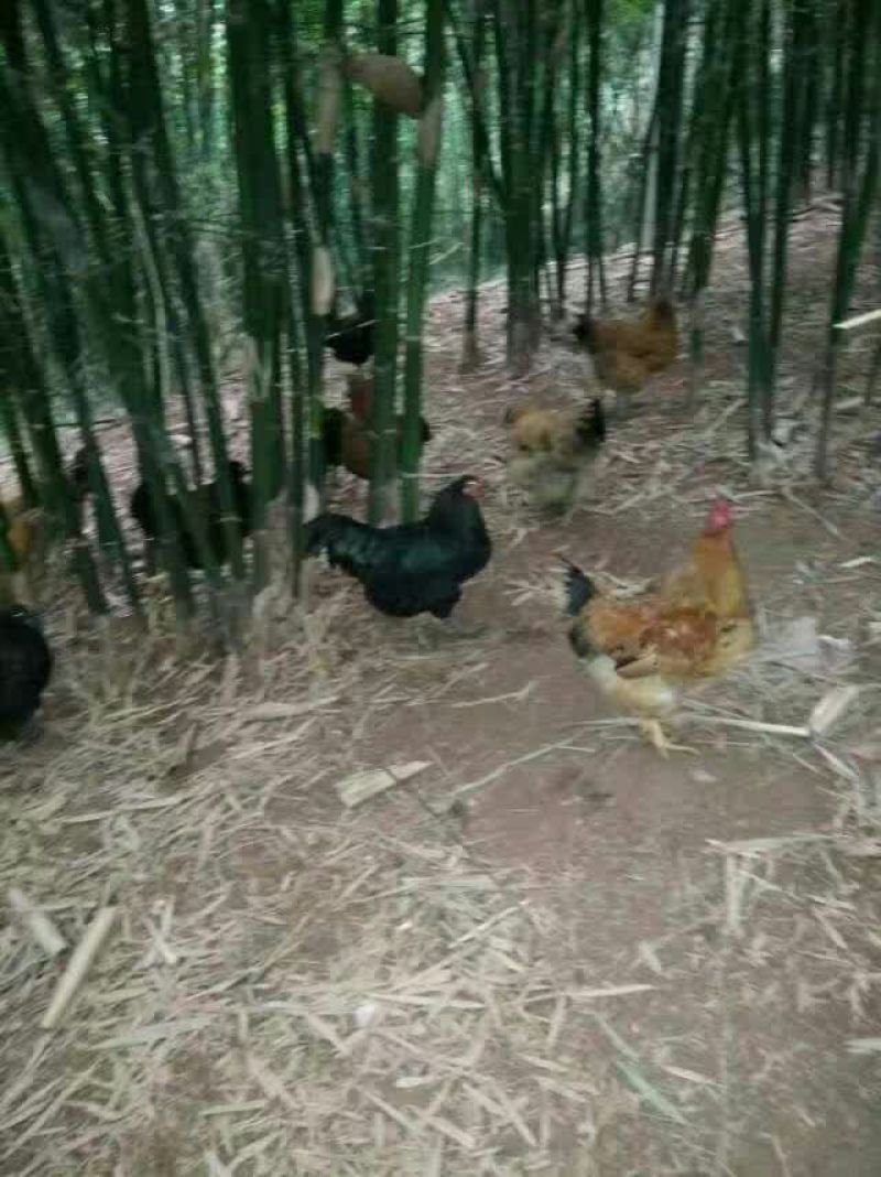鸡苗500克以下脱温苗