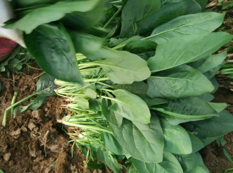 大叶菠菜30~35厘米