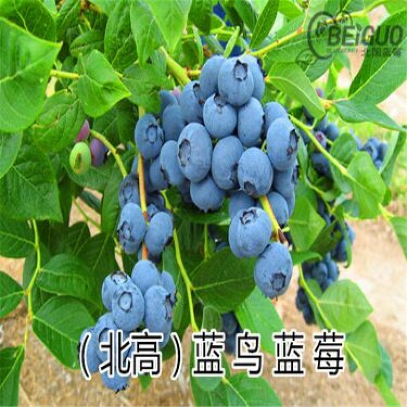 蓝莓苗1~2年80~100cm