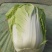 精品大白菜！！！！！！！！！！！！！！！！！