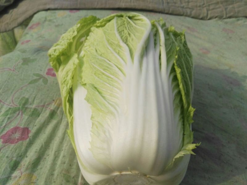 精品大白菜！！！！！！！！！！！！！！！！！