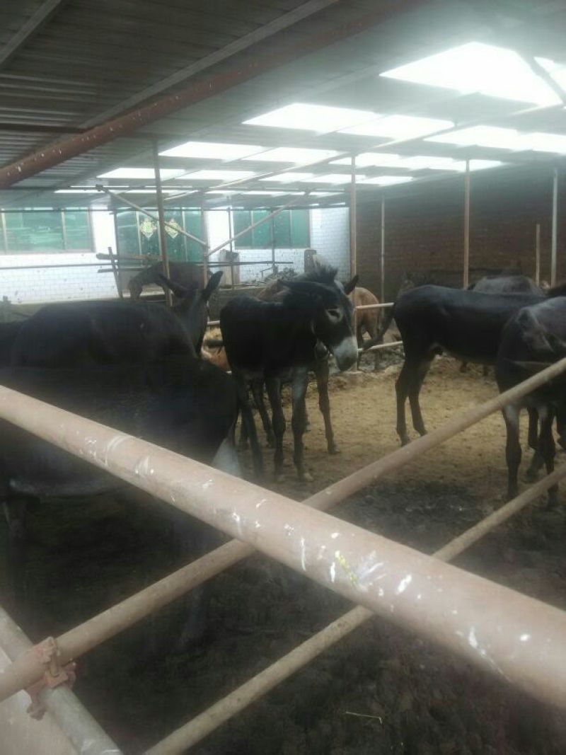 肉驴400~500斤