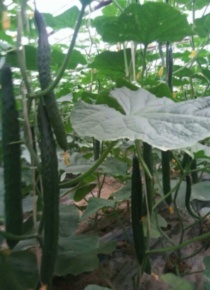 欧盛2号油瓜