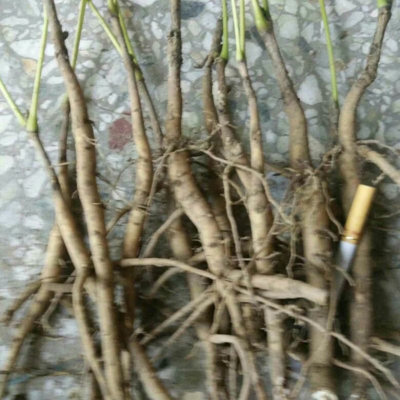 牡丹种苗20~30cm（二年苗）