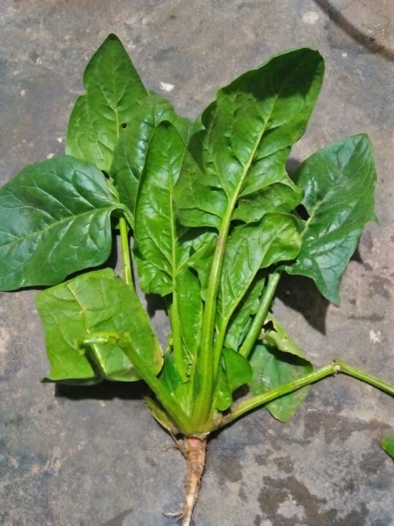 大叶菠菜15~20厘米